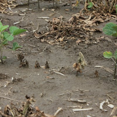 Pythium Seedling Blight and Root Rot of Soybean