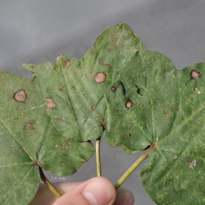 Ascochyta Blight of Cotton