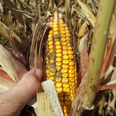 Ear Rot and Mycotoxin Resource Round-up