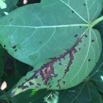 Bacterial Blight of Cotton