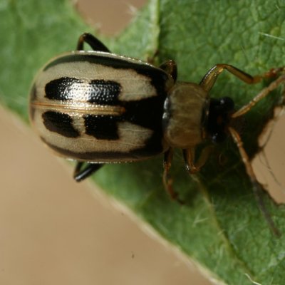Bean Leaf Beetle in Soybean