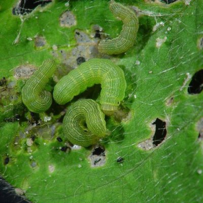 Beet Armyworm in Soybean