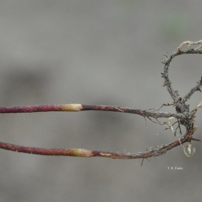 Black Root Rot of Cotton