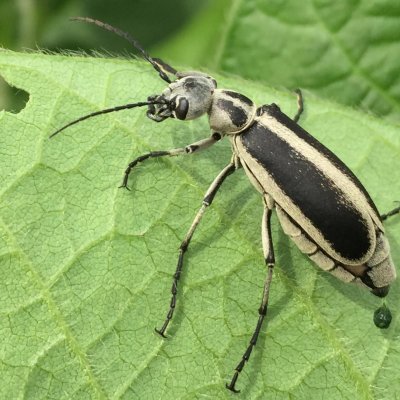 Blister Beetles in Alfalfa