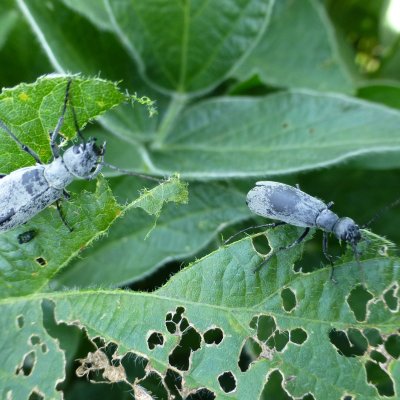 Blister Beetles in Soybean