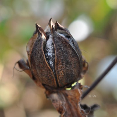 Boll Rots of Cotton