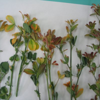 Boron Deficiency in Alfalfa
