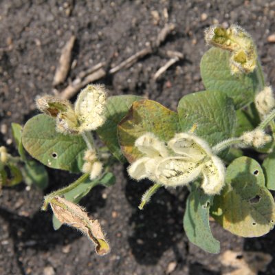 HPPD (HG 27) Inhibitor Herbicide Injury in Soybean