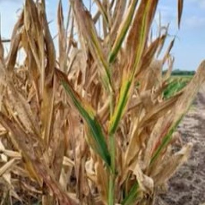 Corn Stunt Pathogens