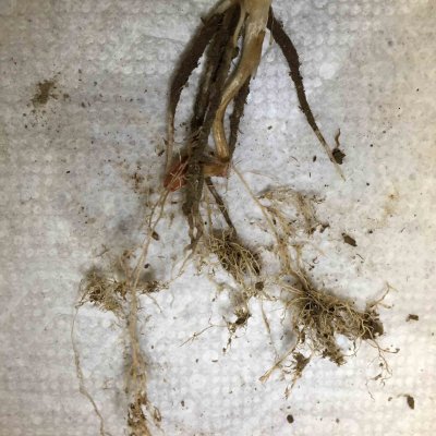 Cereal Cyst Nematode of Wheat