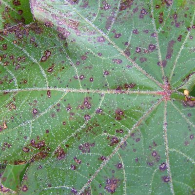 Cercospora Leaf Spot of Cotton