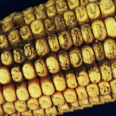 Cladosporium Ear Rot of Corn