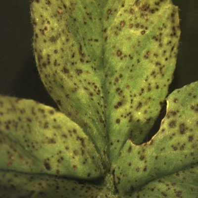 Spring Black Stem and Leaf Spot of Alfalfa