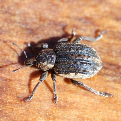 Clover Leaf Weevil in Alfalfa