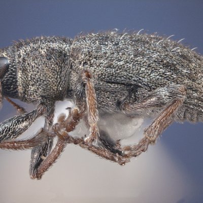 Clover Root Curculio in Soybean