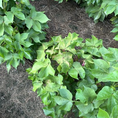 Cotton Leafroll Dwarf Virus of Cotton