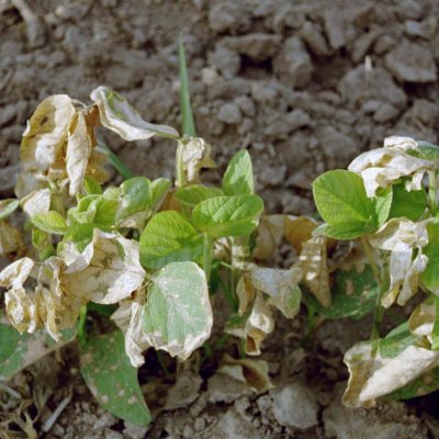 Photosystem I Electron Diverter (HG 22) Herbicide Injury in Soybean