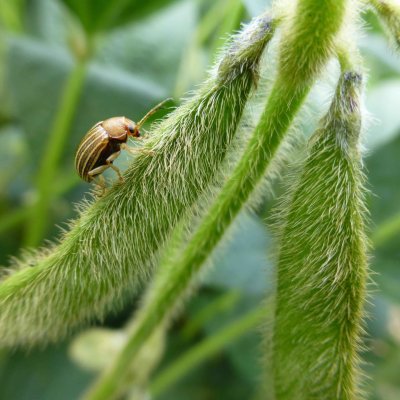 Colaspis Beetles in Soybean