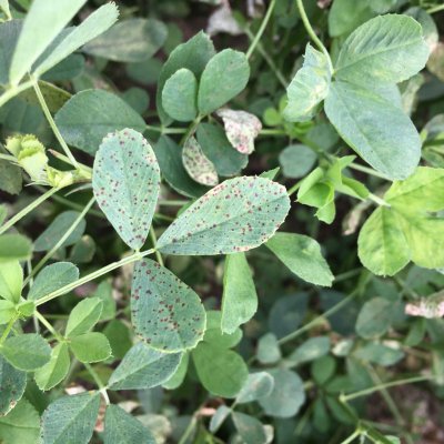 Common Leaf Spot of Alfalfa