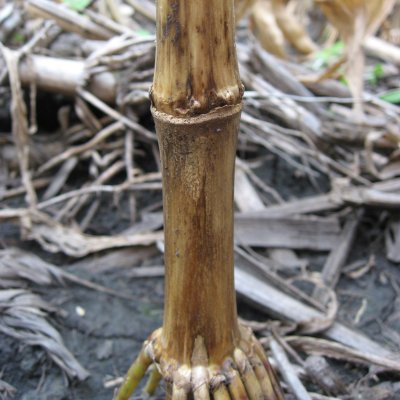 Got Stalk Rot?