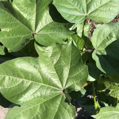 Pythium Seedling Disease of Cotton