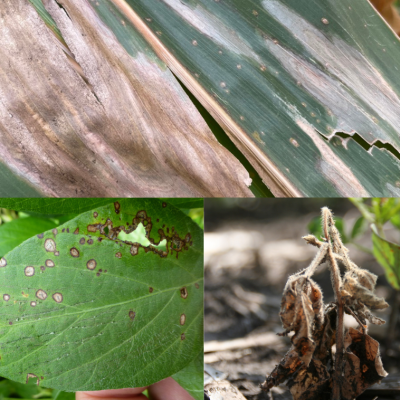 Fungicide Efficacy Tables Updated for 2025