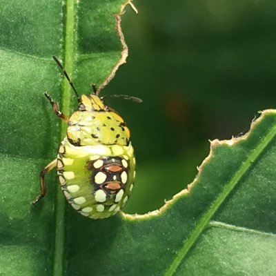 Southern Green Stink Bug in Soybean