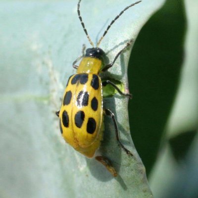 Southern Corn Rootworm in Soybean
