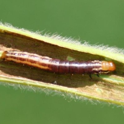 Stalk Borer in Soybean