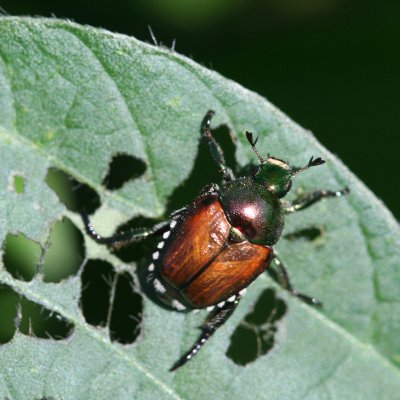 Japanese Beetle in Soybean