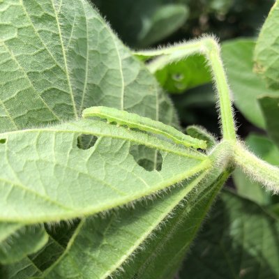 Green Cloverworm in Soybean