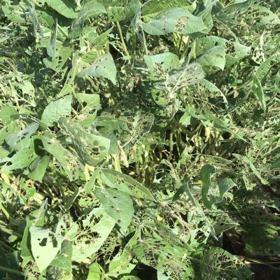 Cabbage and Soybean Loopers in Soybean