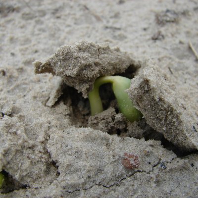 Soil Crusting in Soybean
