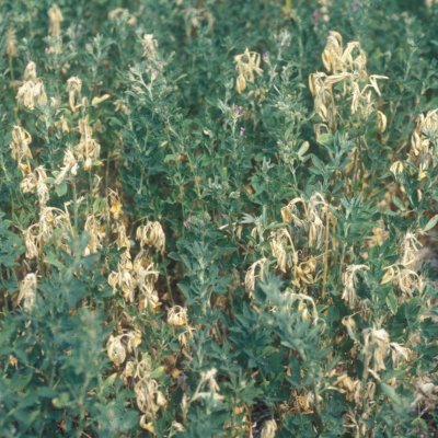 Frost Injury in Alfalfa