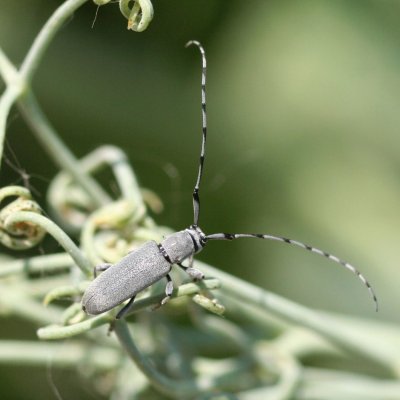 Dectes Stem Borer in Soybean