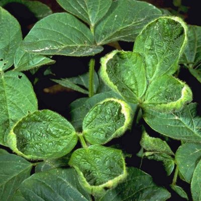 Plant Growth Regulator (HG 4) Herbicide Injury in Soybean