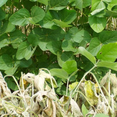 EPSPS Inhibitor (HG 9) Herbicide Injury in Soybean
