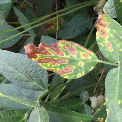 Fungicide Phytotoxicity on Soybean: Triazole Injury Sparks Concern
