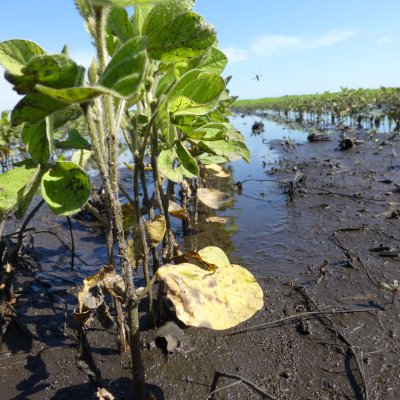 Flooding (Excess Moisture) in Soybean