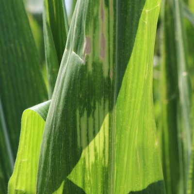 Late Season Decline of Corn