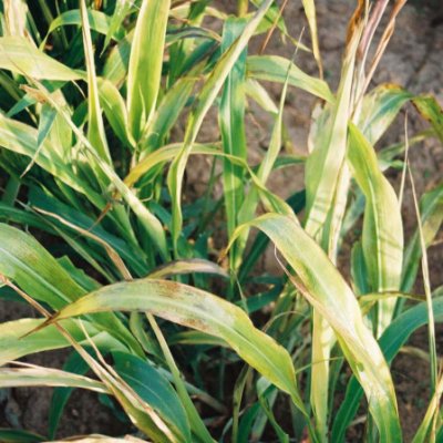 21 New Corn and Soybean Herbicide Injury Encyclopedia Articles Added to the CPN Library