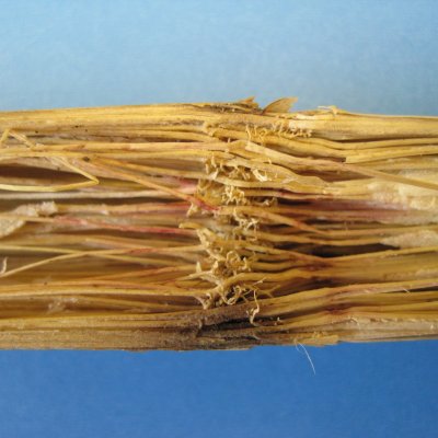 Fusarium Stalk Rot of Corn