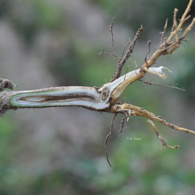 Fusarium Wilt of Cotton