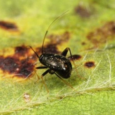 Garden Fleahopper in Soybean