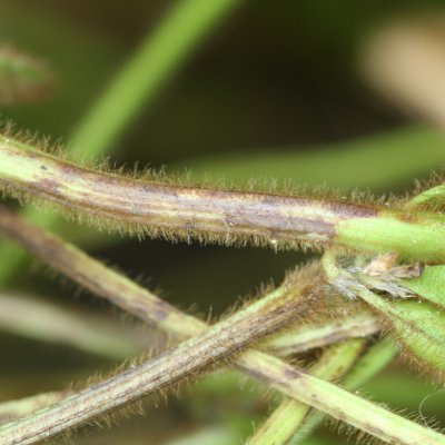 Anthracnose Stem Blight of Soybean