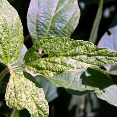 Bean Pod Mottle of Soybean