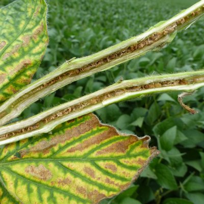Brown Stem Rot of Soybean