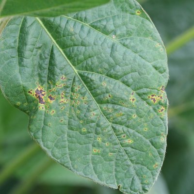 Bacterial Blight of Soybean