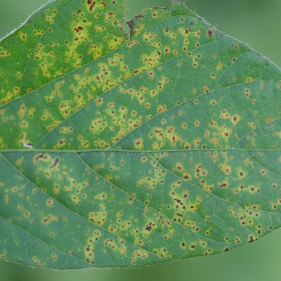 Bacterial Pustule of Soybean