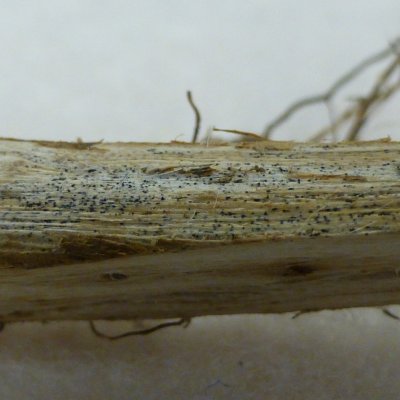 Charcoal Rot of Soybean